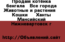 Продам котёнка бенгала - Все города Животные и растения » Кошки   . Ханты-Мансийский,Нижневартовск г.